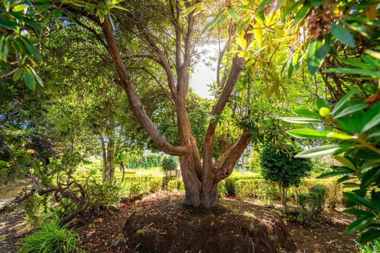 Casa Da Tia Clementina Santana (Madeira)